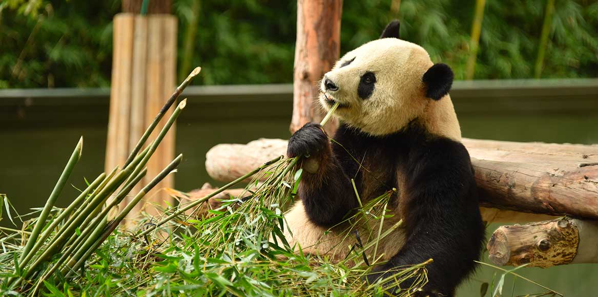 Panda Cina